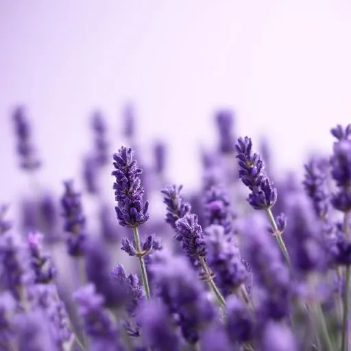 টাইটেল *